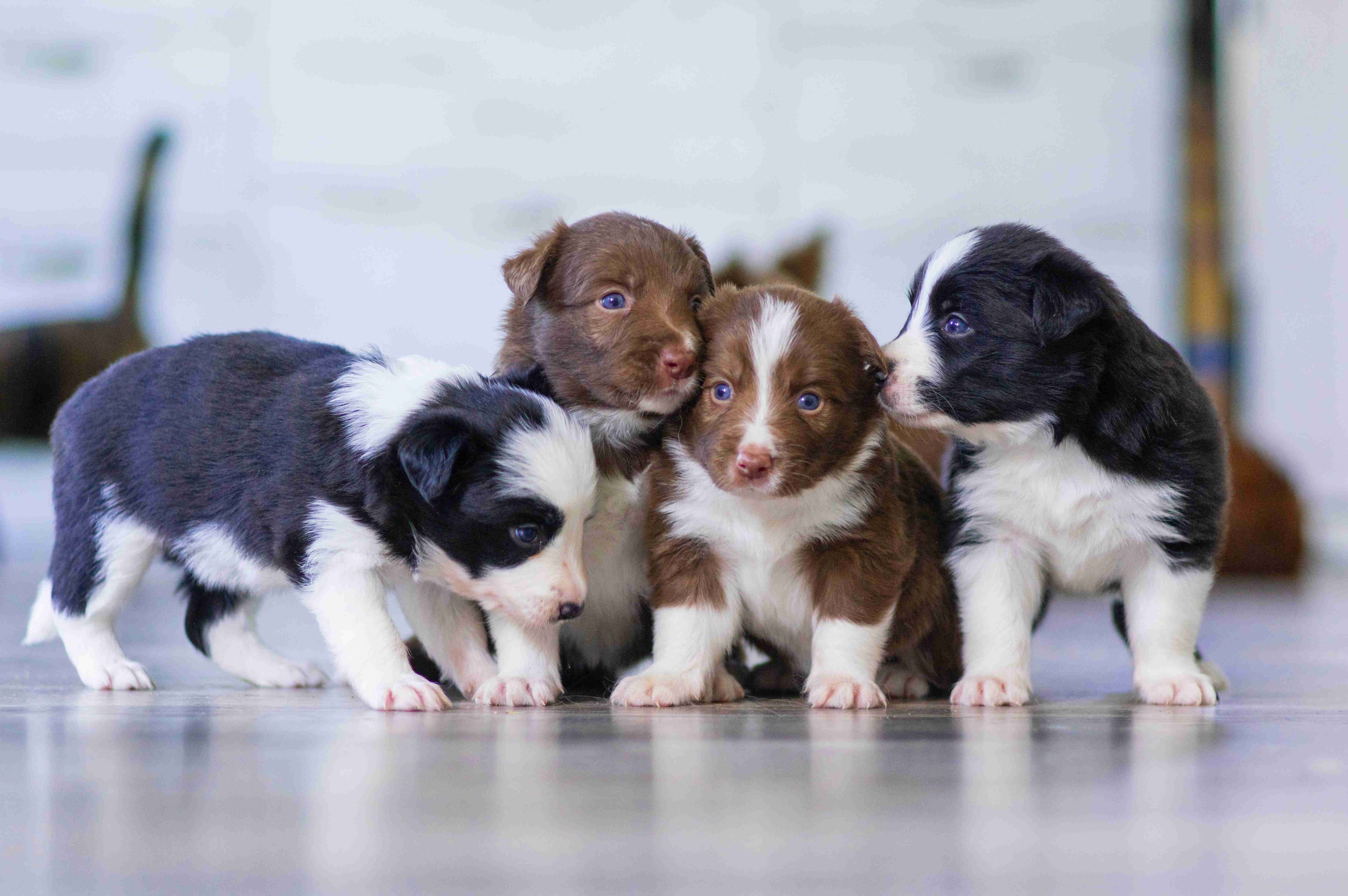 Step-by-Step Guide: Teach Your Border Collie to Use a Dog Door